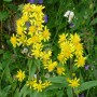 Goldrute (solidago virgaurea)