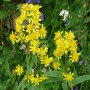 Goldrute (solidago virgaurea)